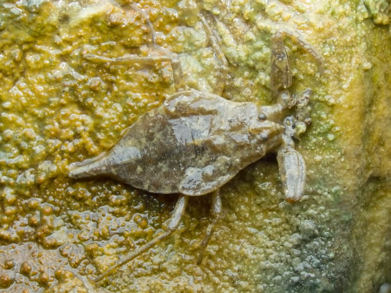 Nepa cinerea Linnaeus, 1758